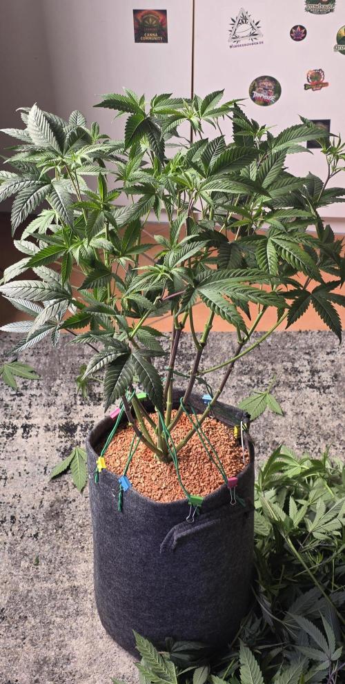 PM die 2.. Week 11