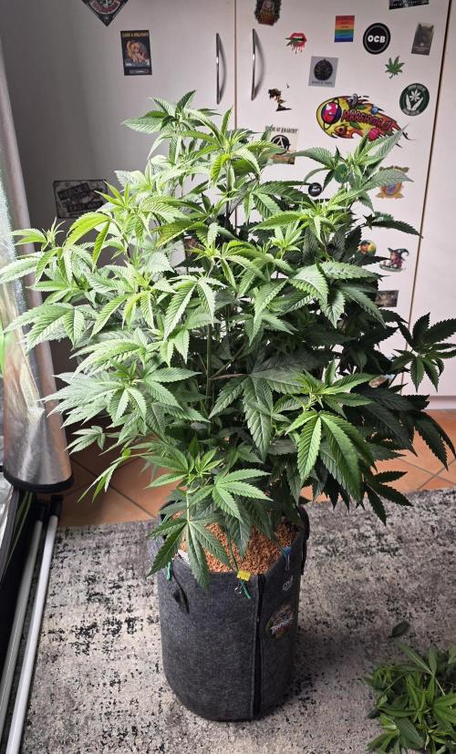 PM die 2.. Week 11