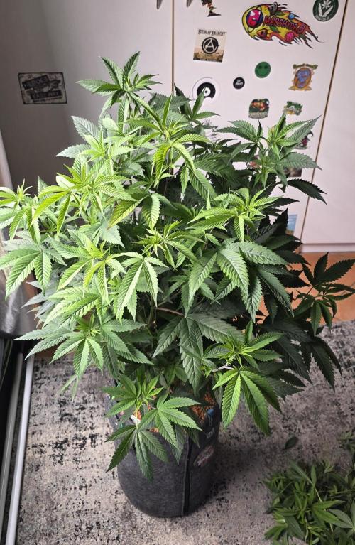 PM die 2.. Week 11