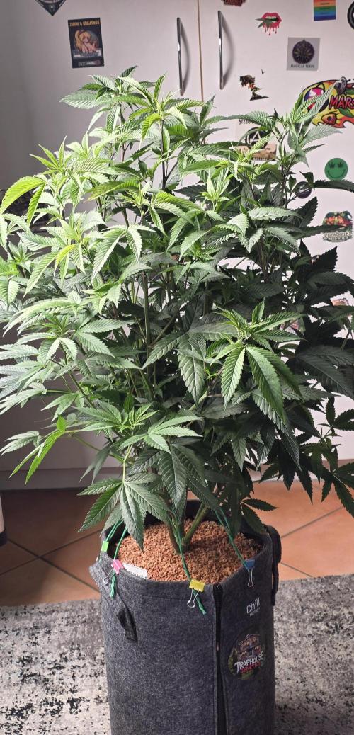 PM die 2.. Week 11