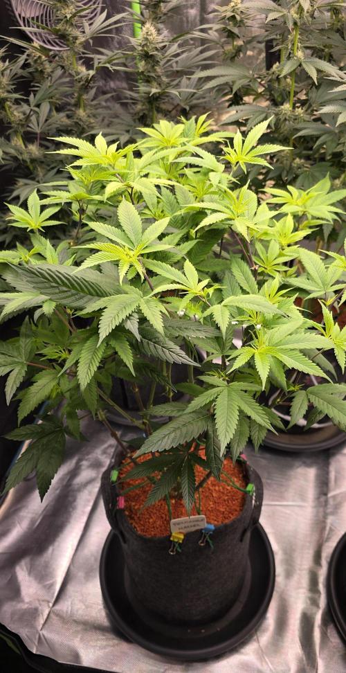 PM die 2.. Week 12