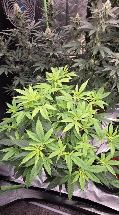 PM die 2.. Week 12