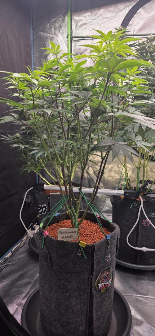 PM die 2.. Week 12