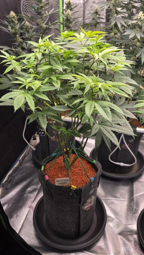 PM die 2.. Week 12