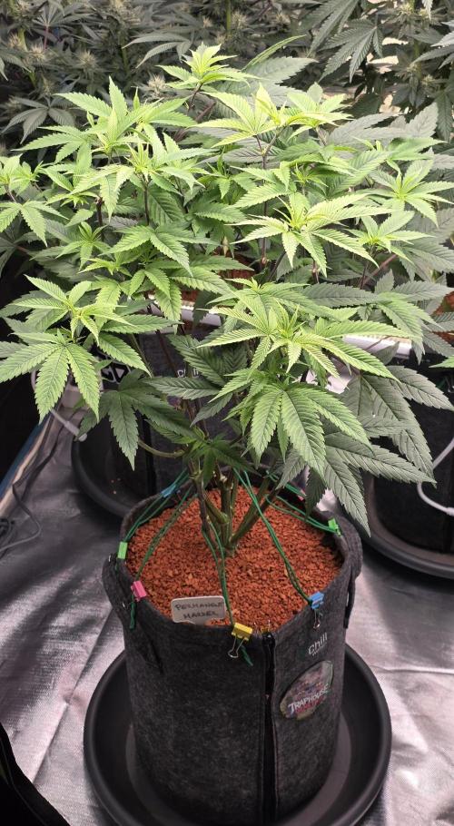 PM die 2.. Week 12