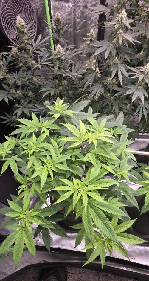 PM die 2.. Week 12