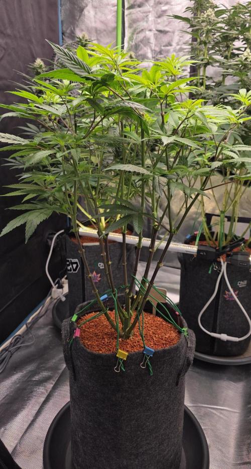 PM die 2.. Week 12