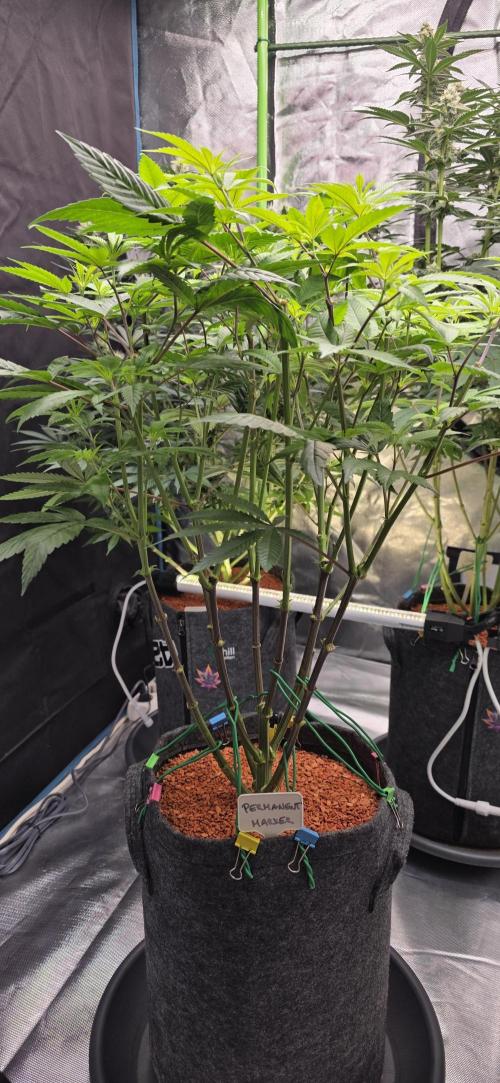 PM die 2.. Week 12