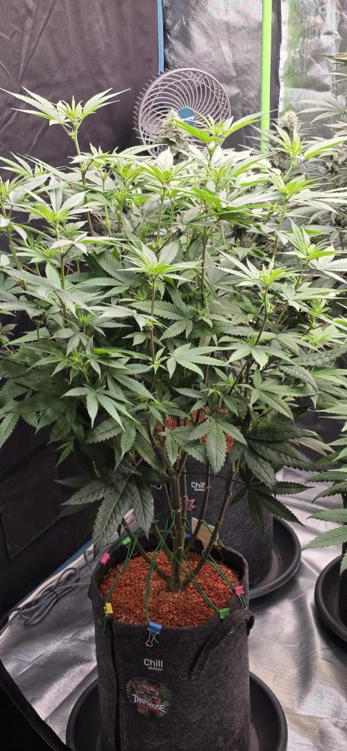 PM die 2.. Week 13