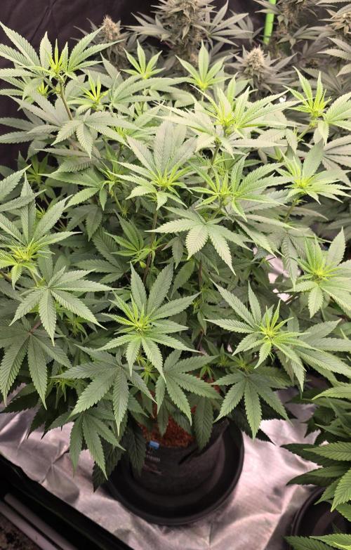 PM die 2.. Week 13