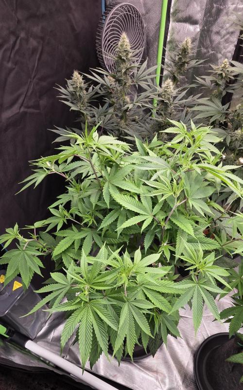 PM die 2.. Week 13