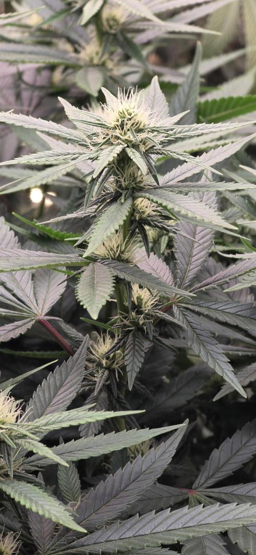 PM die 2.. Week 15