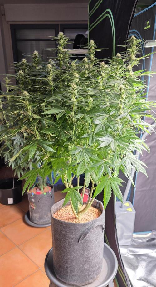 PM die 2.. Week 15