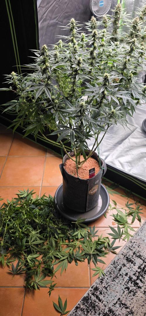 PM die 2.. Week 15