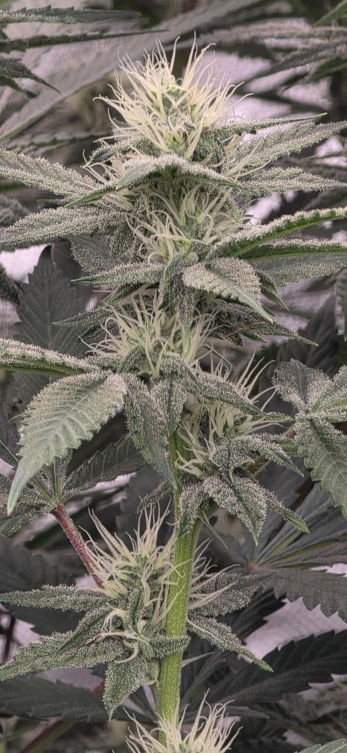 PM die 2.. Week 16