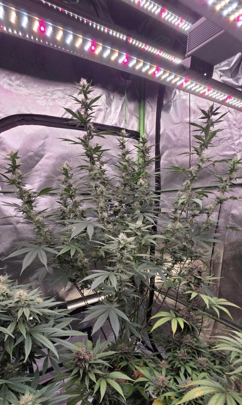 PM die 2.. Week 16