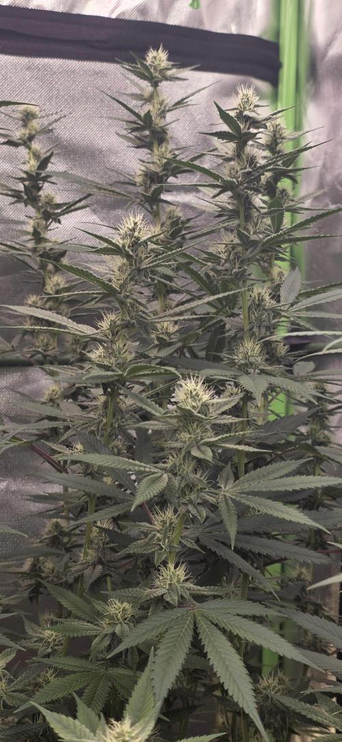 PM die 2.. Week 16