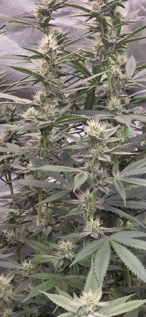 PM die 2.. Week 16