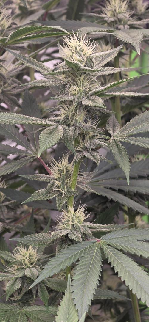 PM die 2.. Week 16