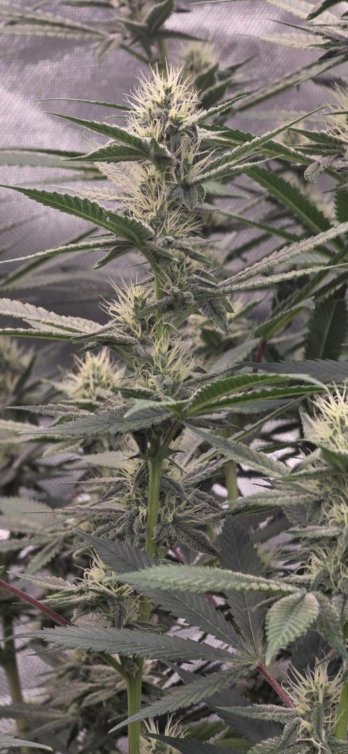 PM die 2.. Week 16