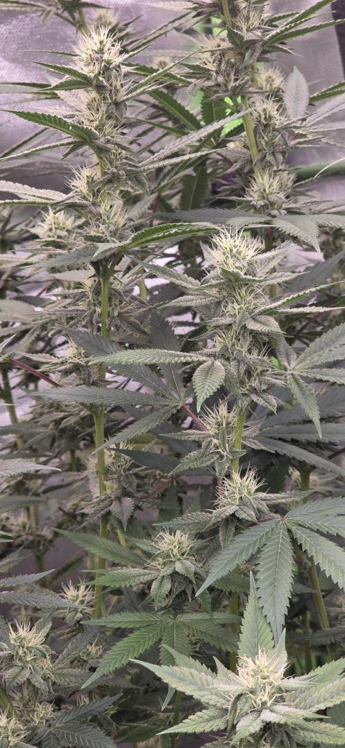 PM die 2.. Week 16