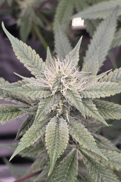 PM die 2.. Week 16