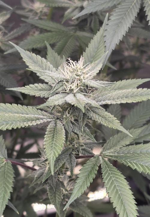 PM die 2.. Week 16