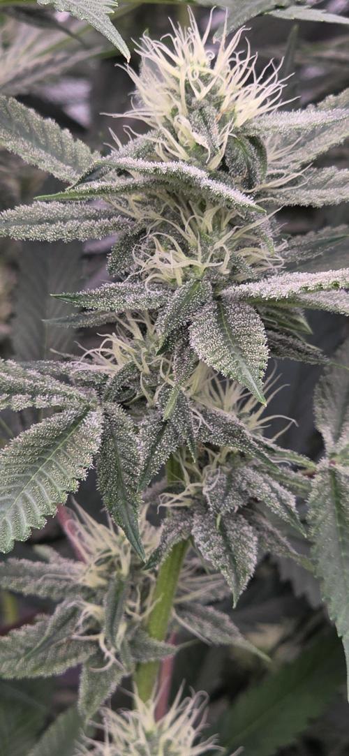 PM die 2.. Week 16