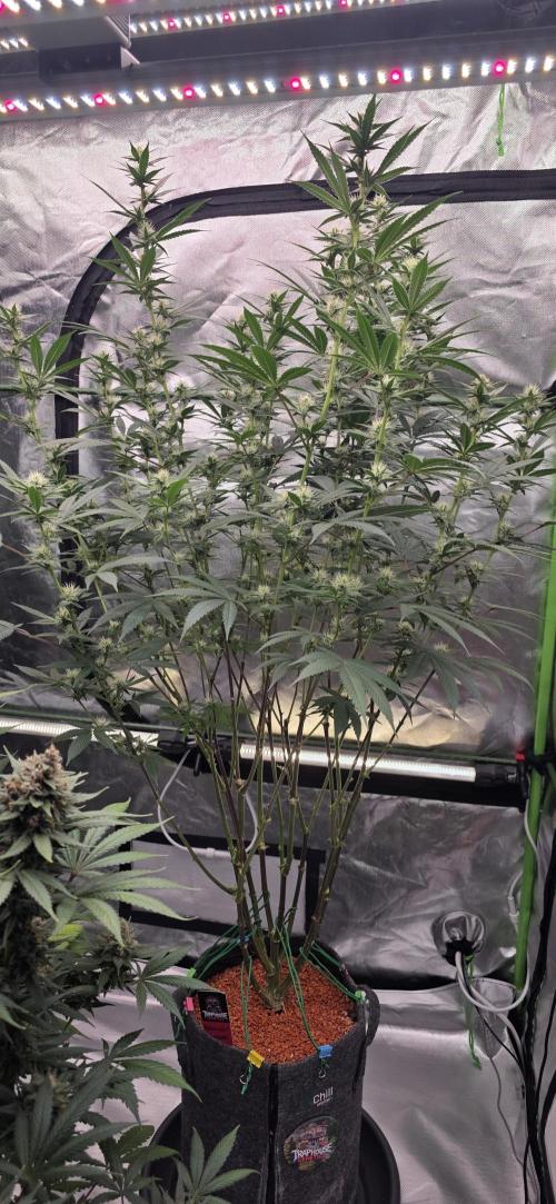 PM die 2.. Week 16