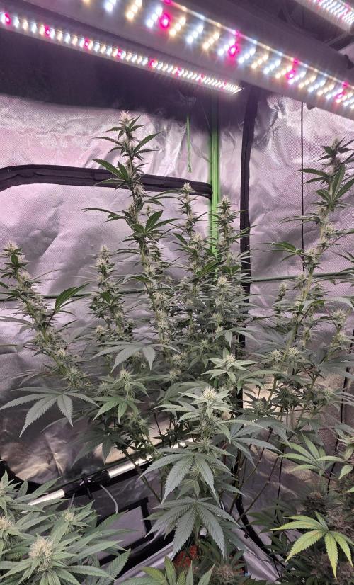 PM die 2.. Week 16
