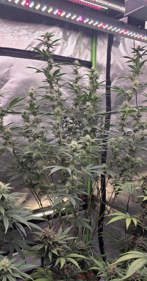 PM die 2.. Week 16
