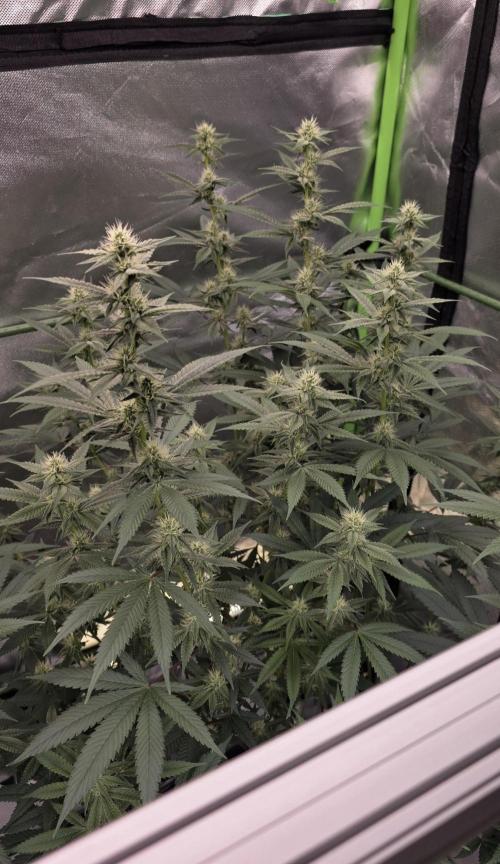 PM die 2.. Week 16