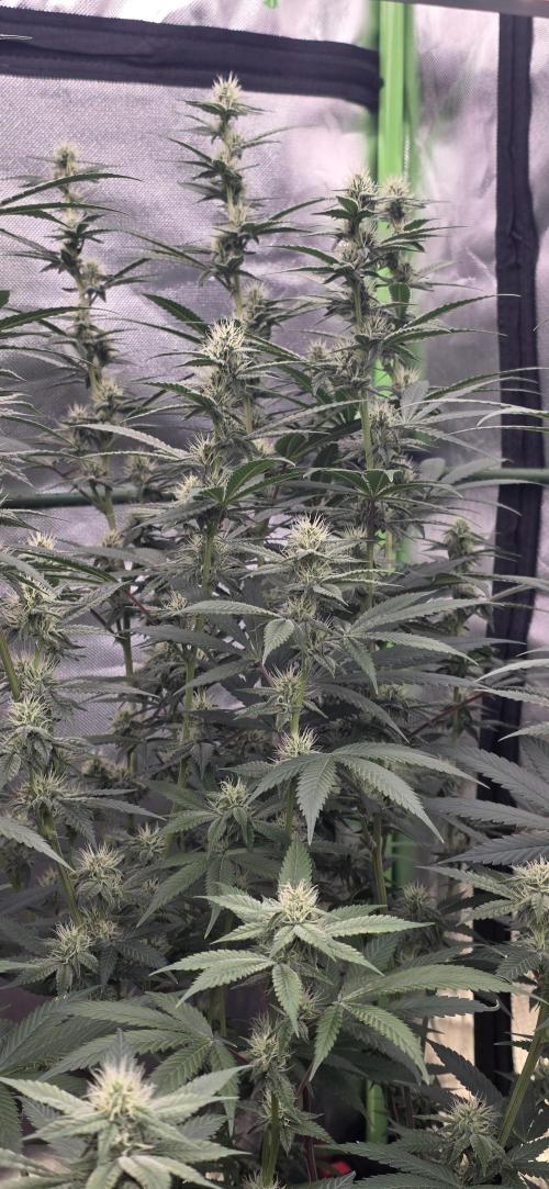 PM die 2.. Week 16
