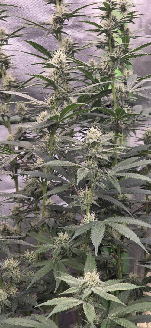 PM die 2.. Week 16