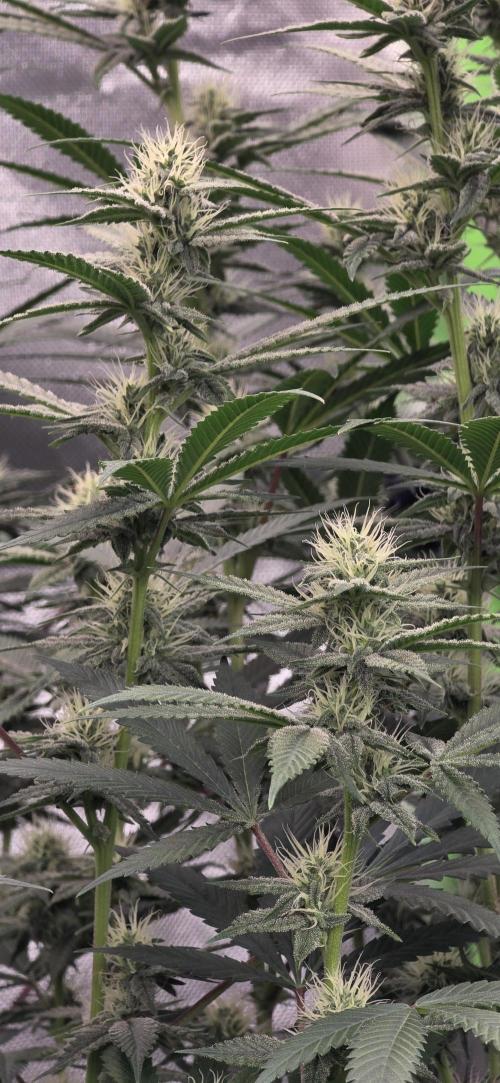 PM die 2.. Week 16