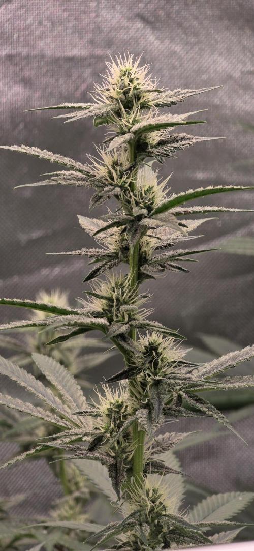PM die 2.. Week 16