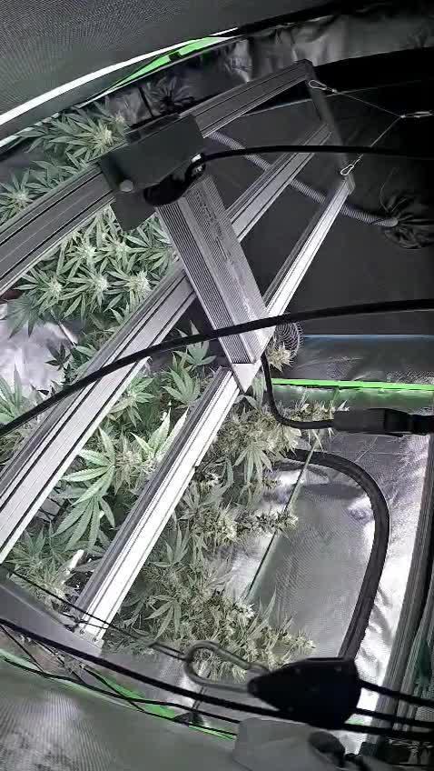 RS11 - Traphouse Genetics
