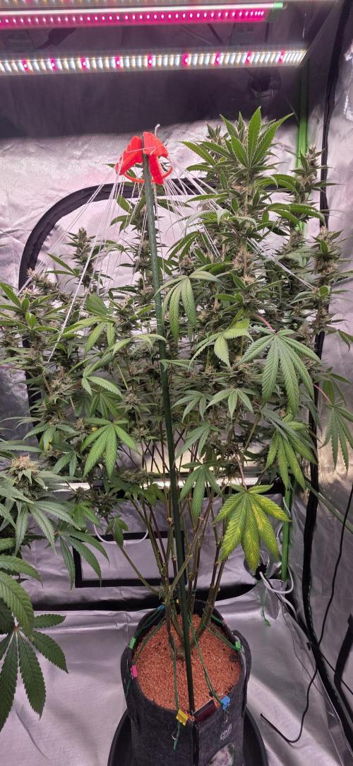 PM die 2.. Week 18