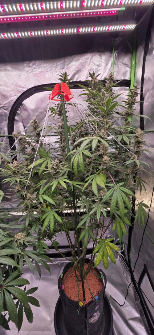 PM die 2.. Week 18