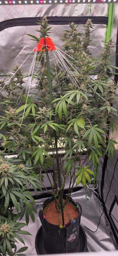 PM die 2.. Week 18