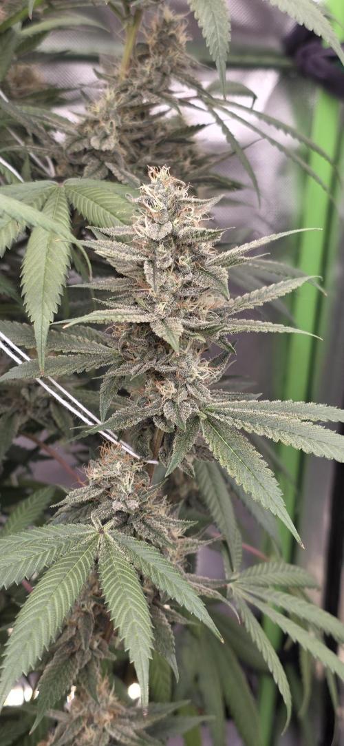 PM die 2.. Week 18