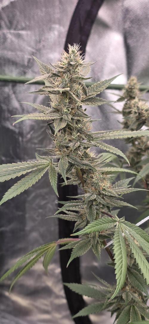 PM die 2.. Week 18