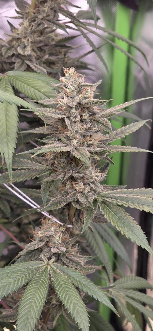 PM die 2.. Week 18