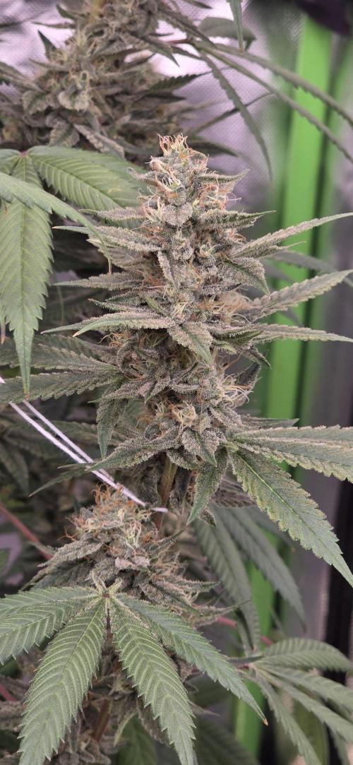 PM die 2.. Week 18