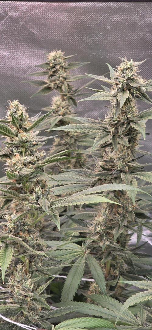 PM die 2.. Week 18