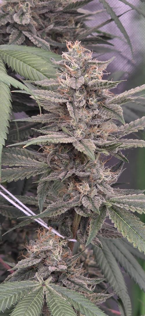 PM die 2.. Week 18