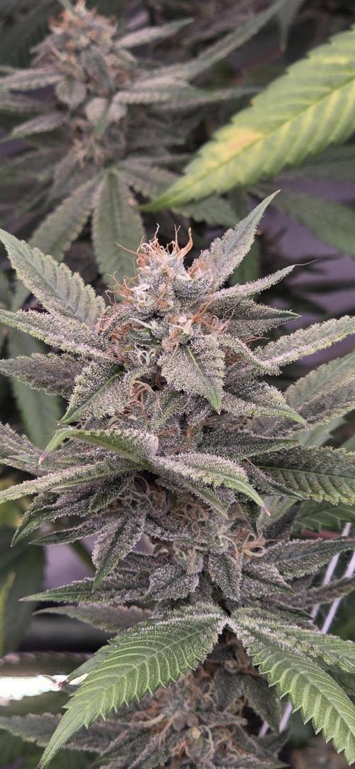 PM die 2.. Week 18
