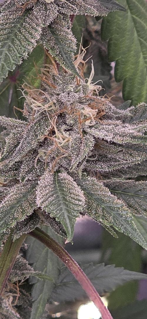 PM die 2.. Week 18