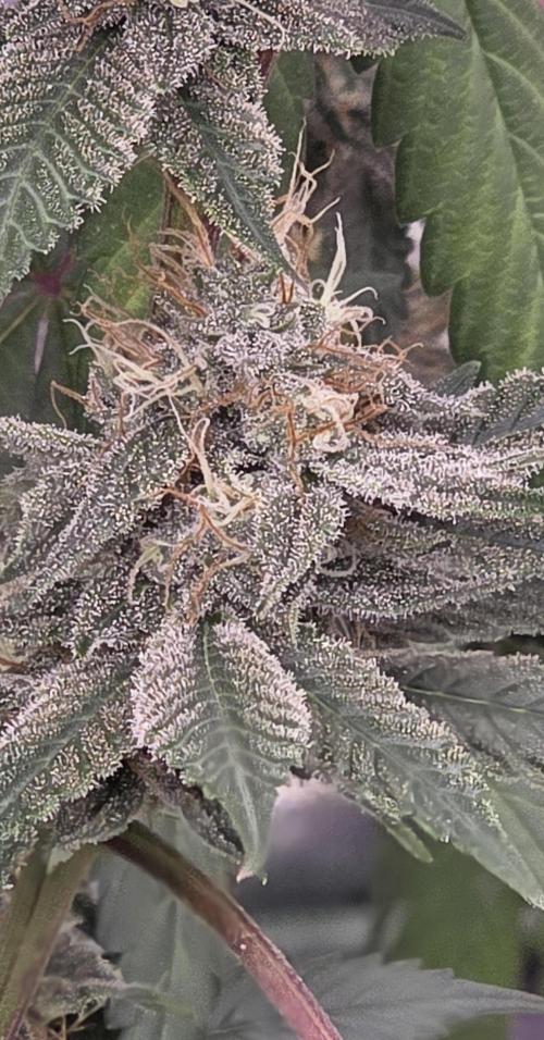 PM die 2.. Week 18