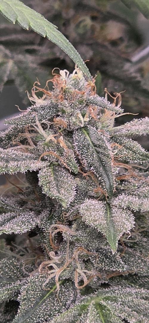 PM die 2.. Week 18